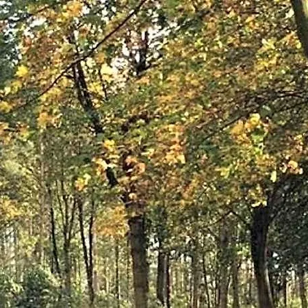 Hollicarrs - Pinewood 3*